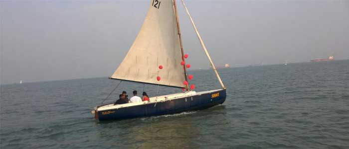 sea bird